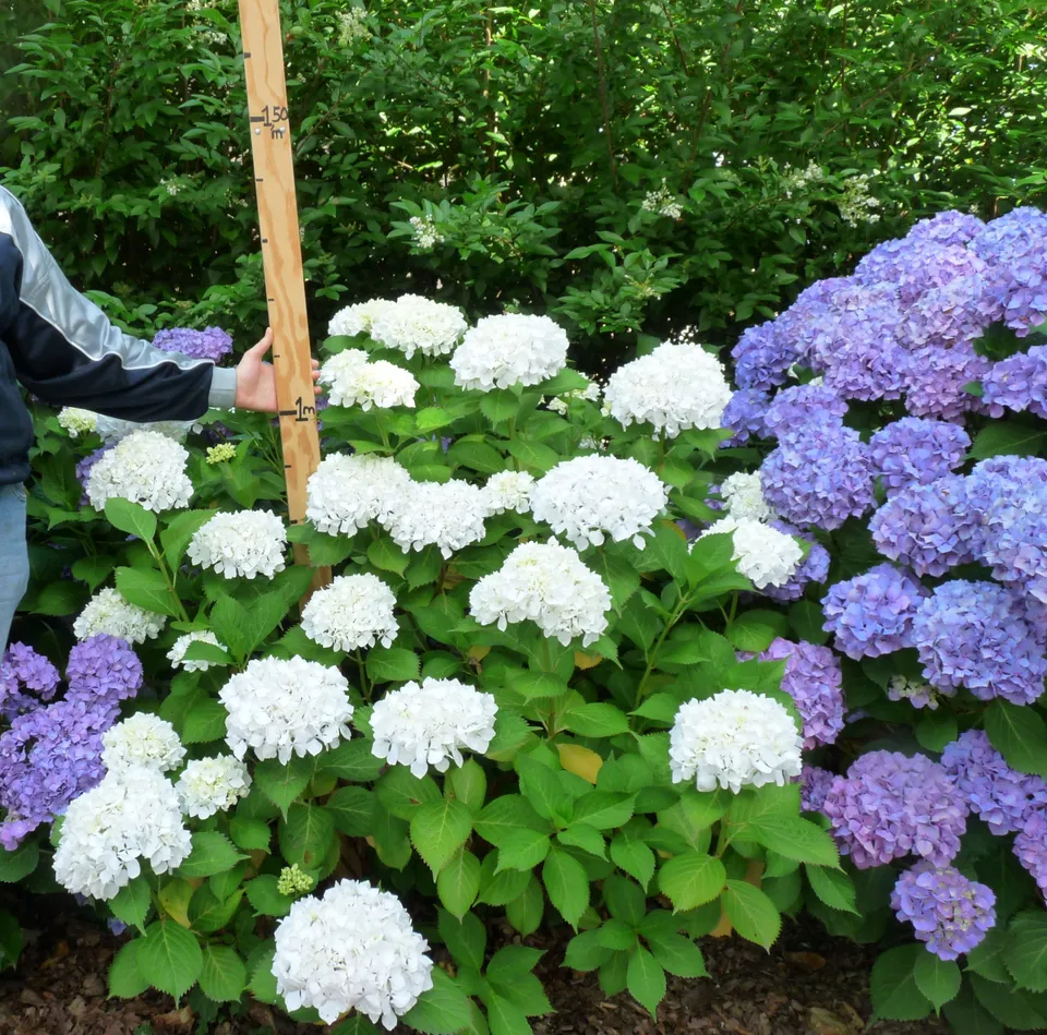Les Hortensias du Haut Bois Pax hortensia macrophylla fleurs rondes godet