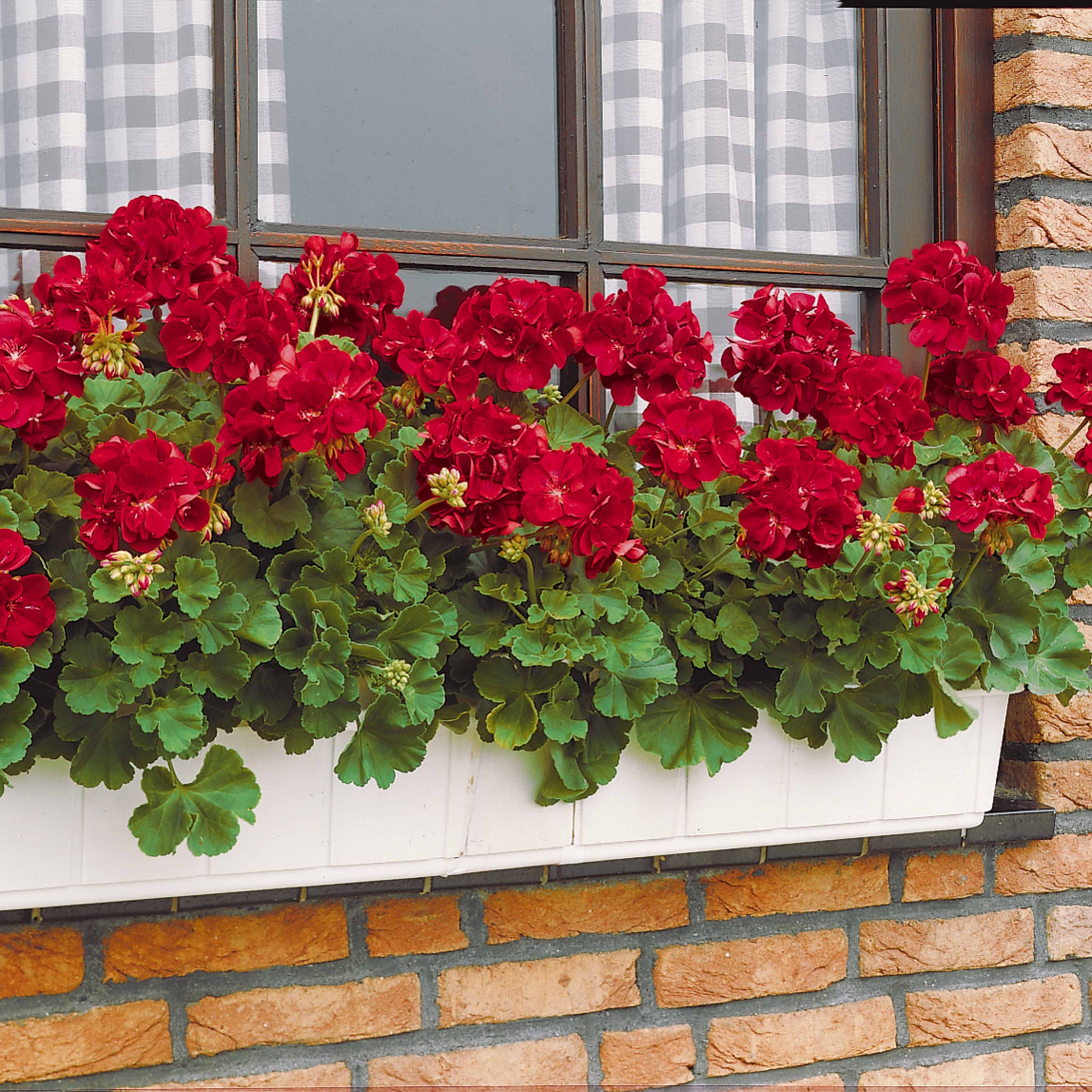 Bakker Toscana géranium massif 3 pots rouge été