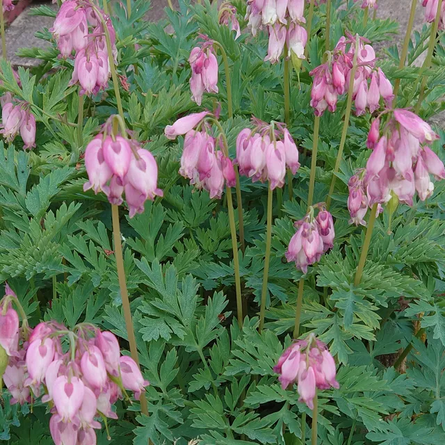 Dicentra formosa Sabrina plante vivace pot rose tendre