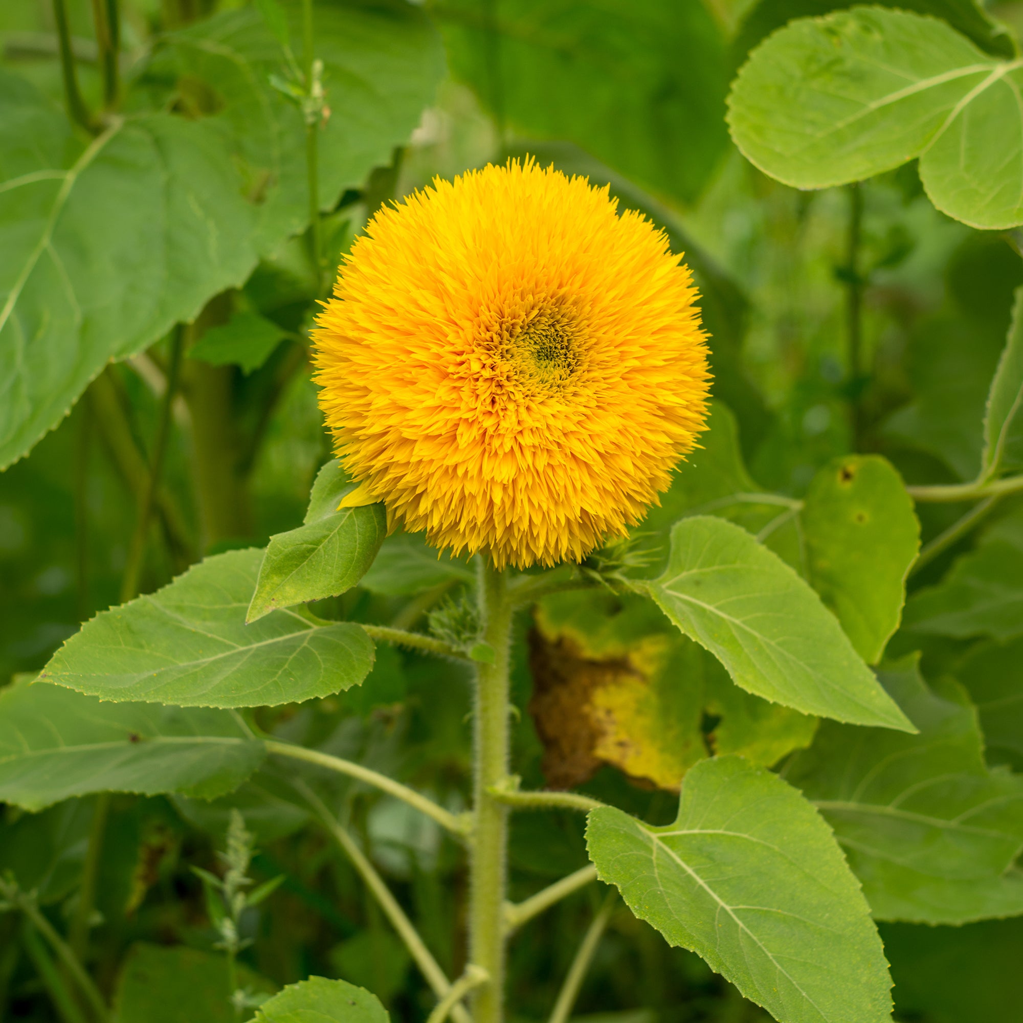 Bakker Tournesol Teddy Bear graines sachet 1,4g nain double