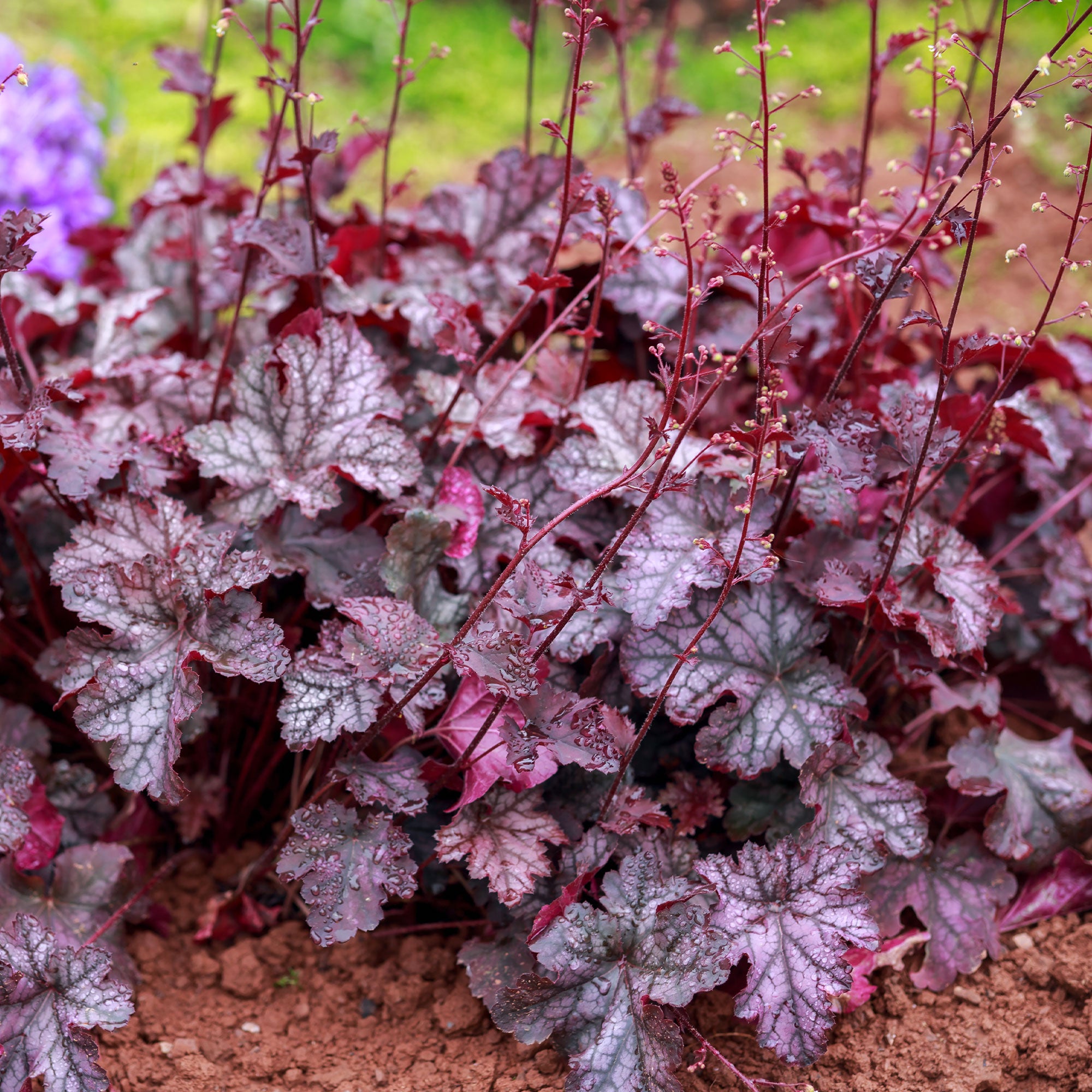 Bakker Forever Purple heuchère vivace pot 9cm feuillage pourpre