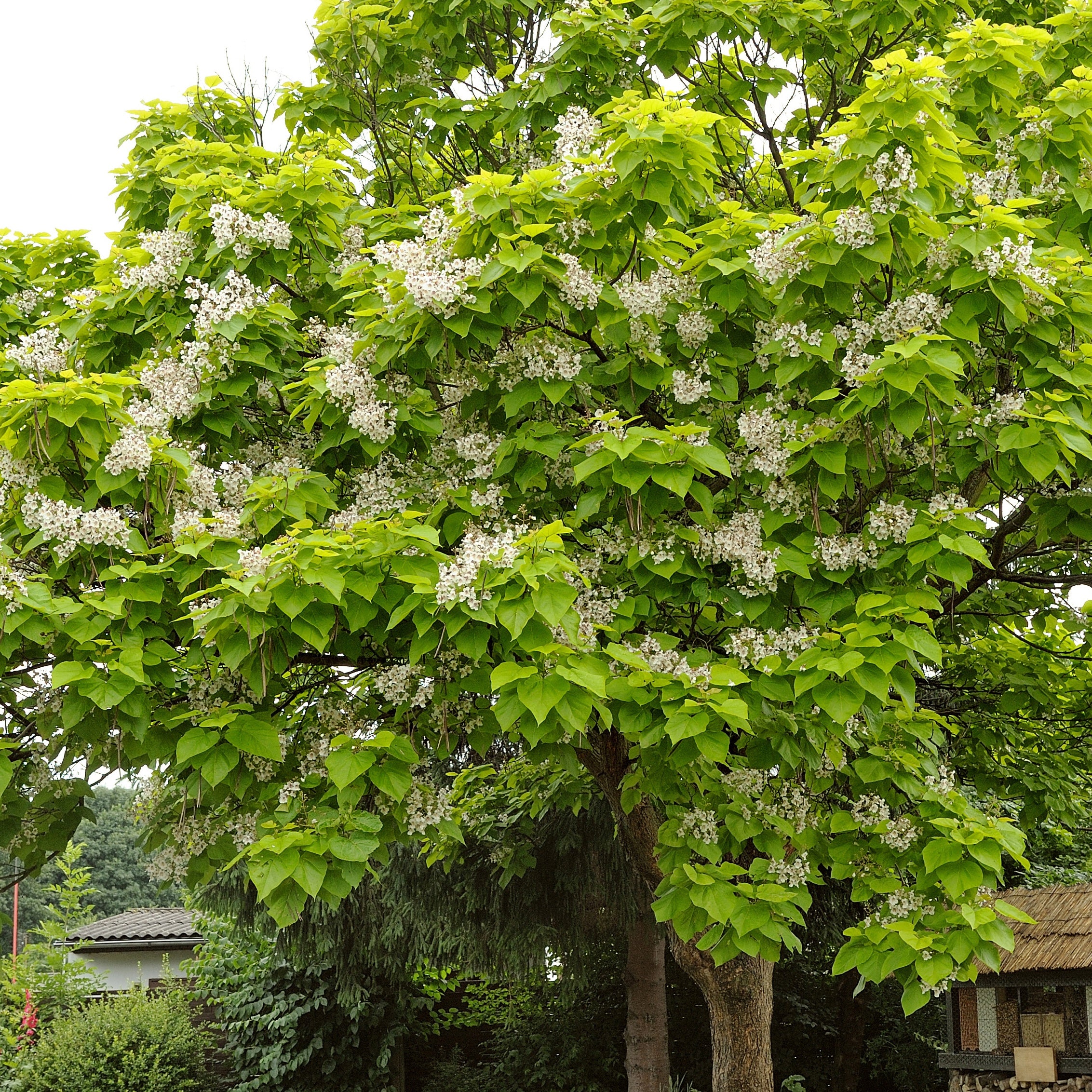 Bakker Catalpa commun racine nue 80-100cm blanc