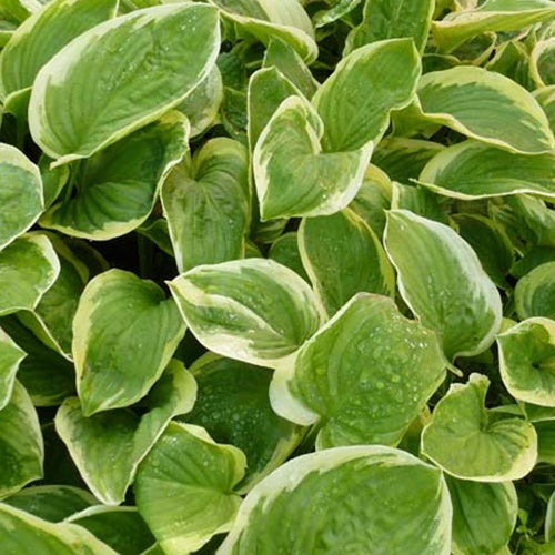 Bakker Hosta Diana Remembered vivace pot Ø 9cm ombre