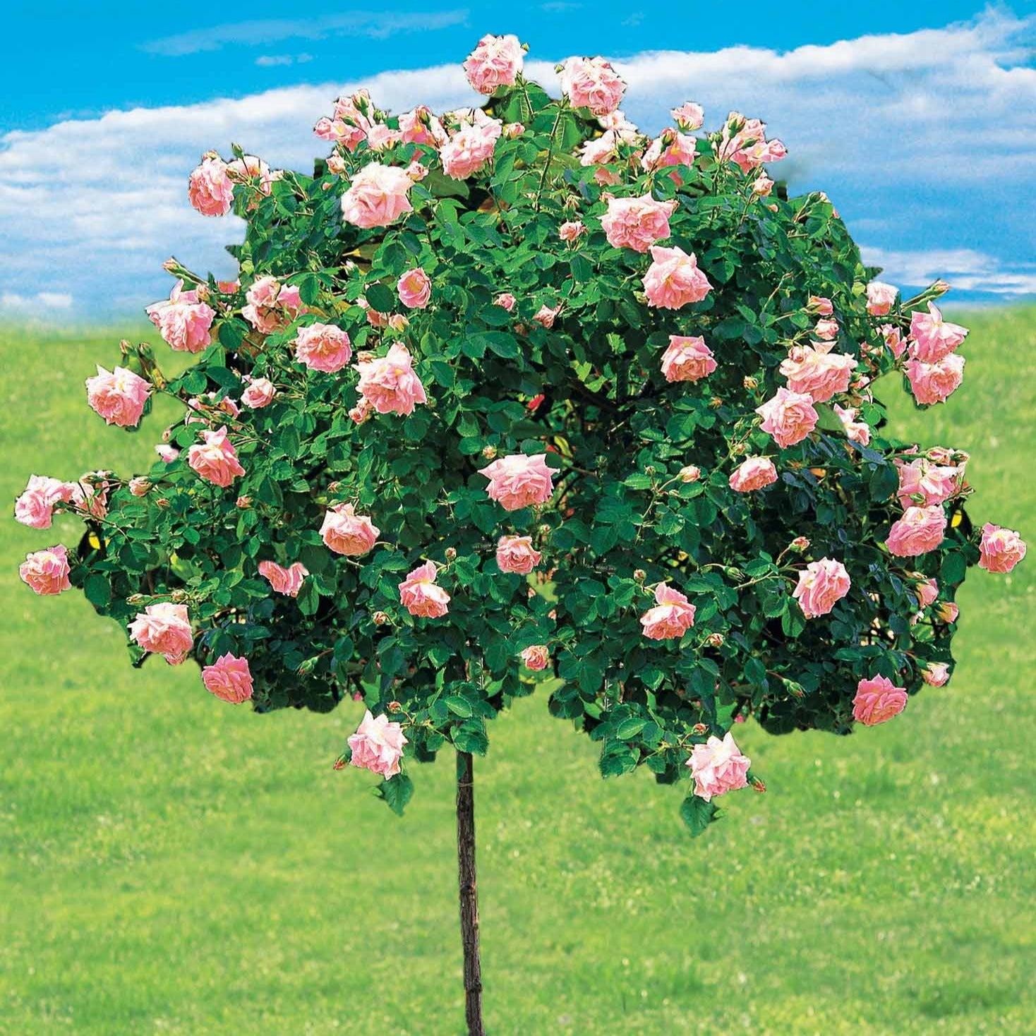 Bakker Rosier Cascade rose tige 100cm racine nue parfumé