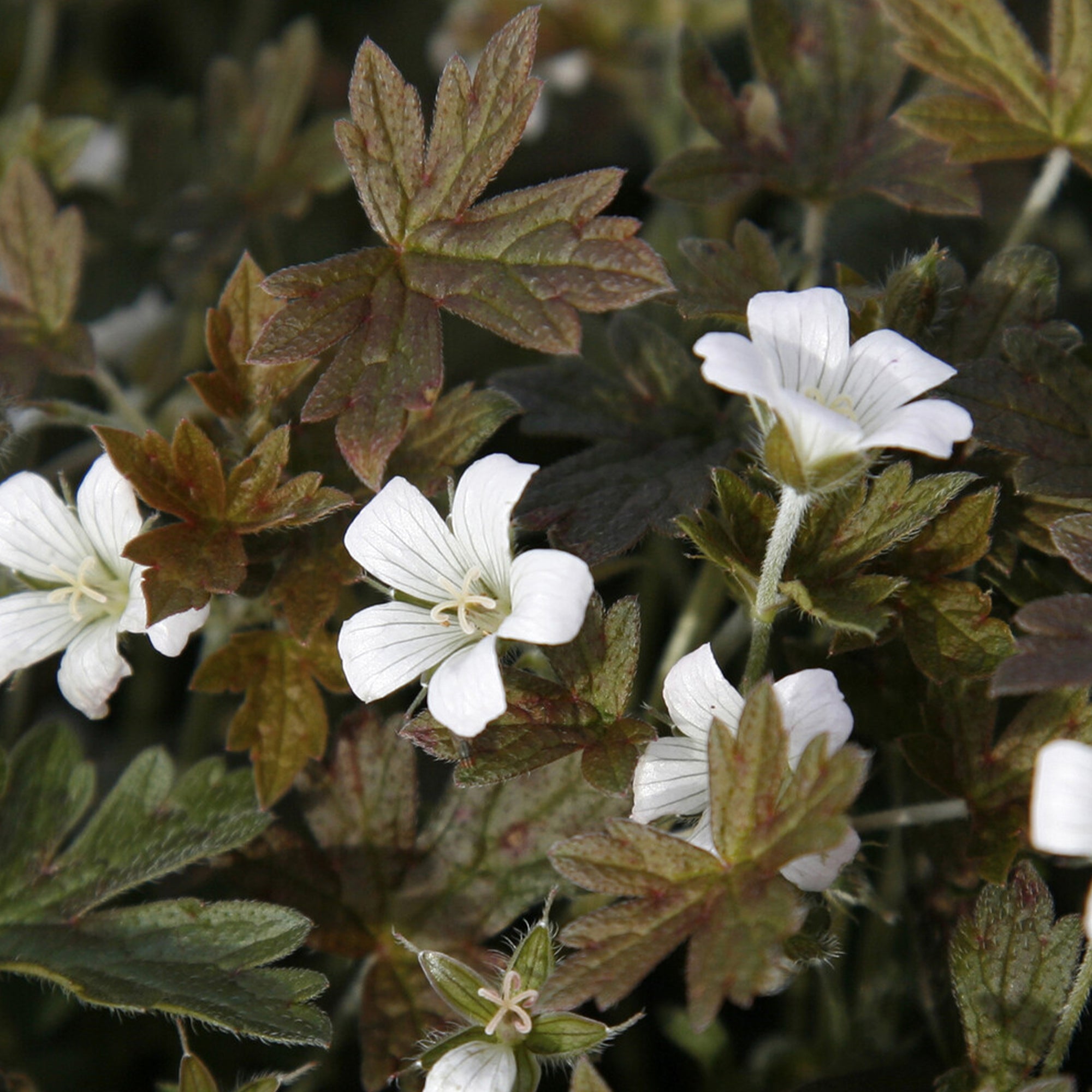 Bakker Sanne géranium vivace pot 8cm fleurs blanc rosé