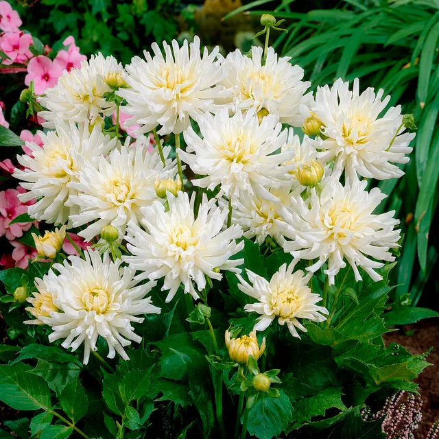 Bakker White Happiness dahlia cactus nain blanc 3 bulbes