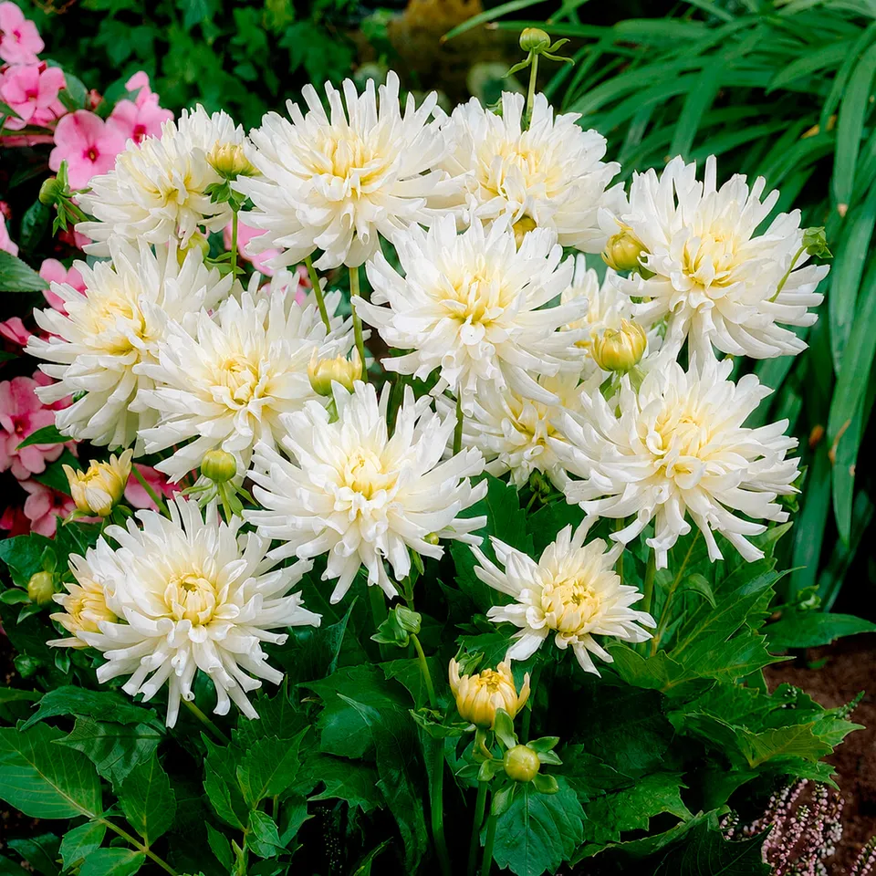 Bakker White Happiness dahlia cactus nain blanc 3 bulbes