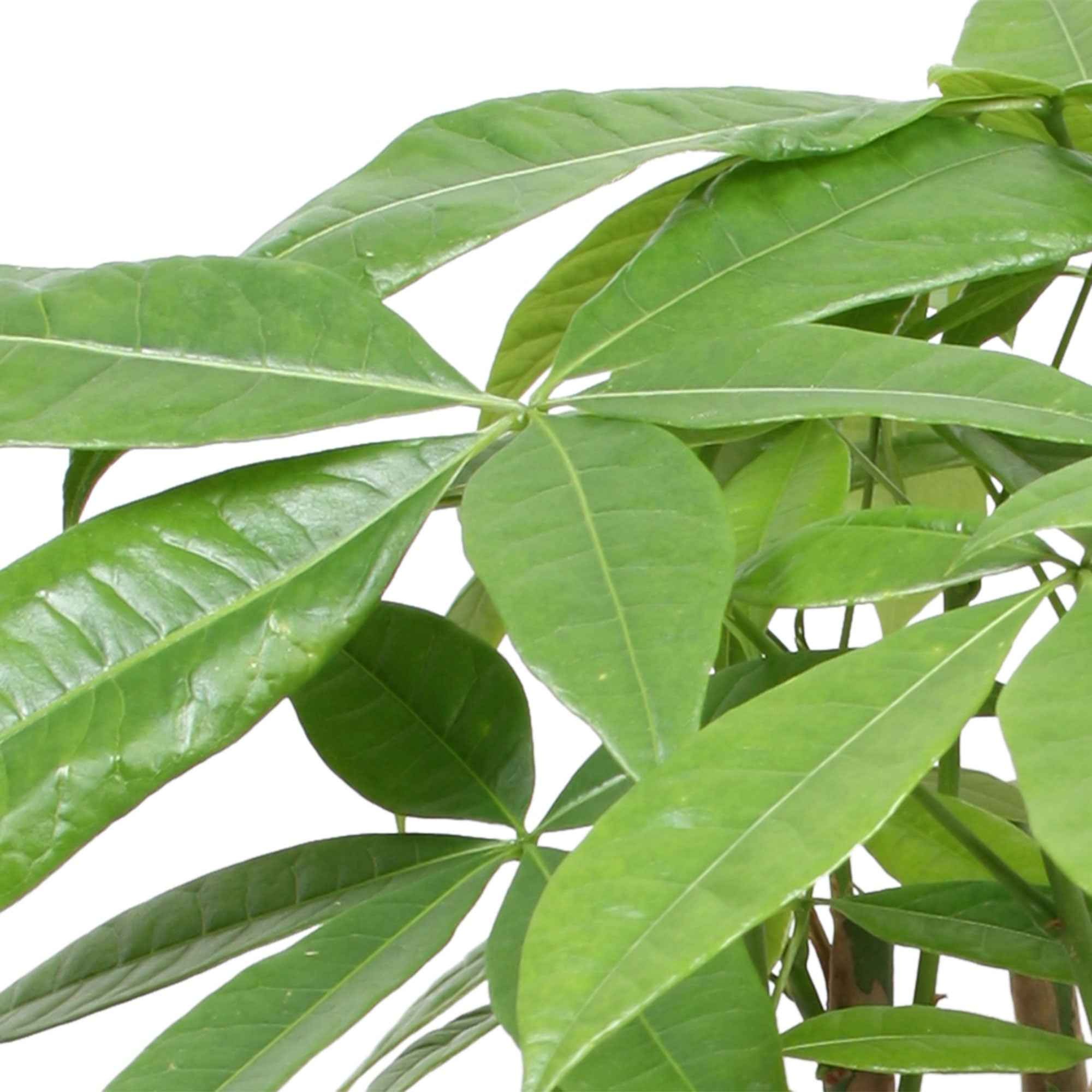 Bakker Pachira Aquatica Arbre à argent Pot 17cm