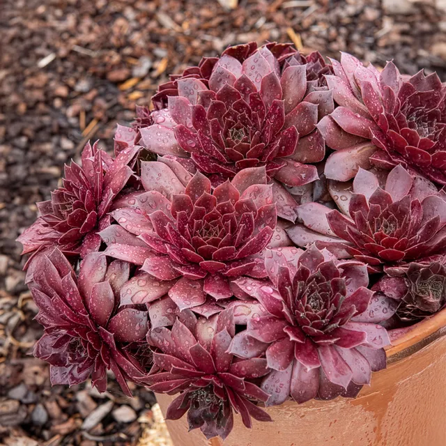 Bakker Joubarbe Chocolate Kiss succulente pot Ø 9 cm soleil