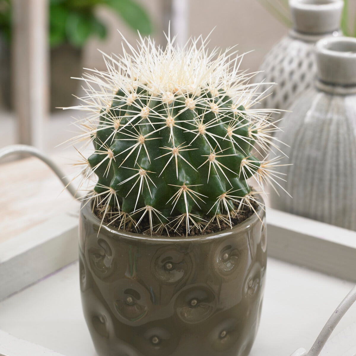 Bakker Coussin de belle-mère cactus pot 10,5cm 15cm doré