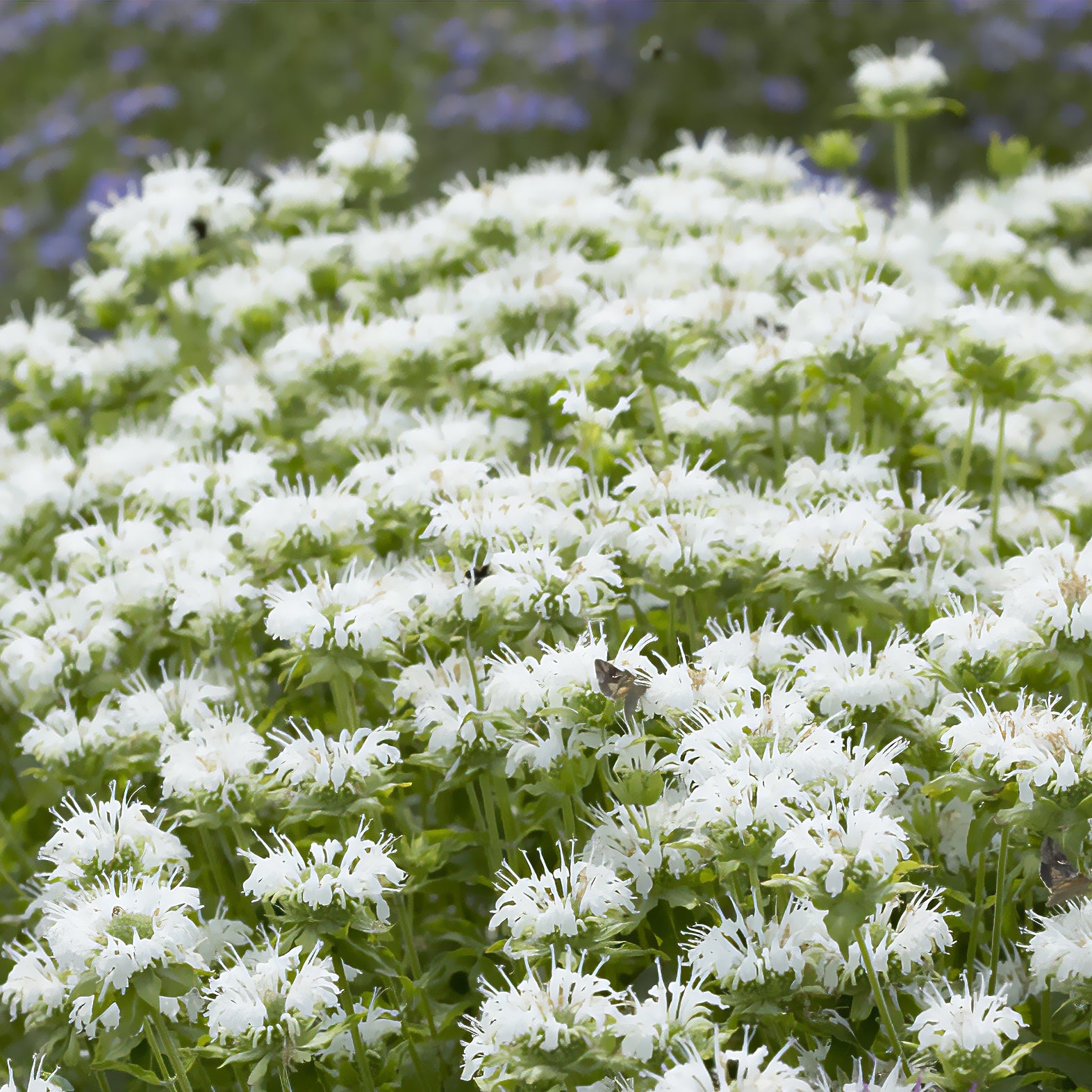 Bakker Plantes vivaces Monarde Schneewittchen plante pot Ø9cm