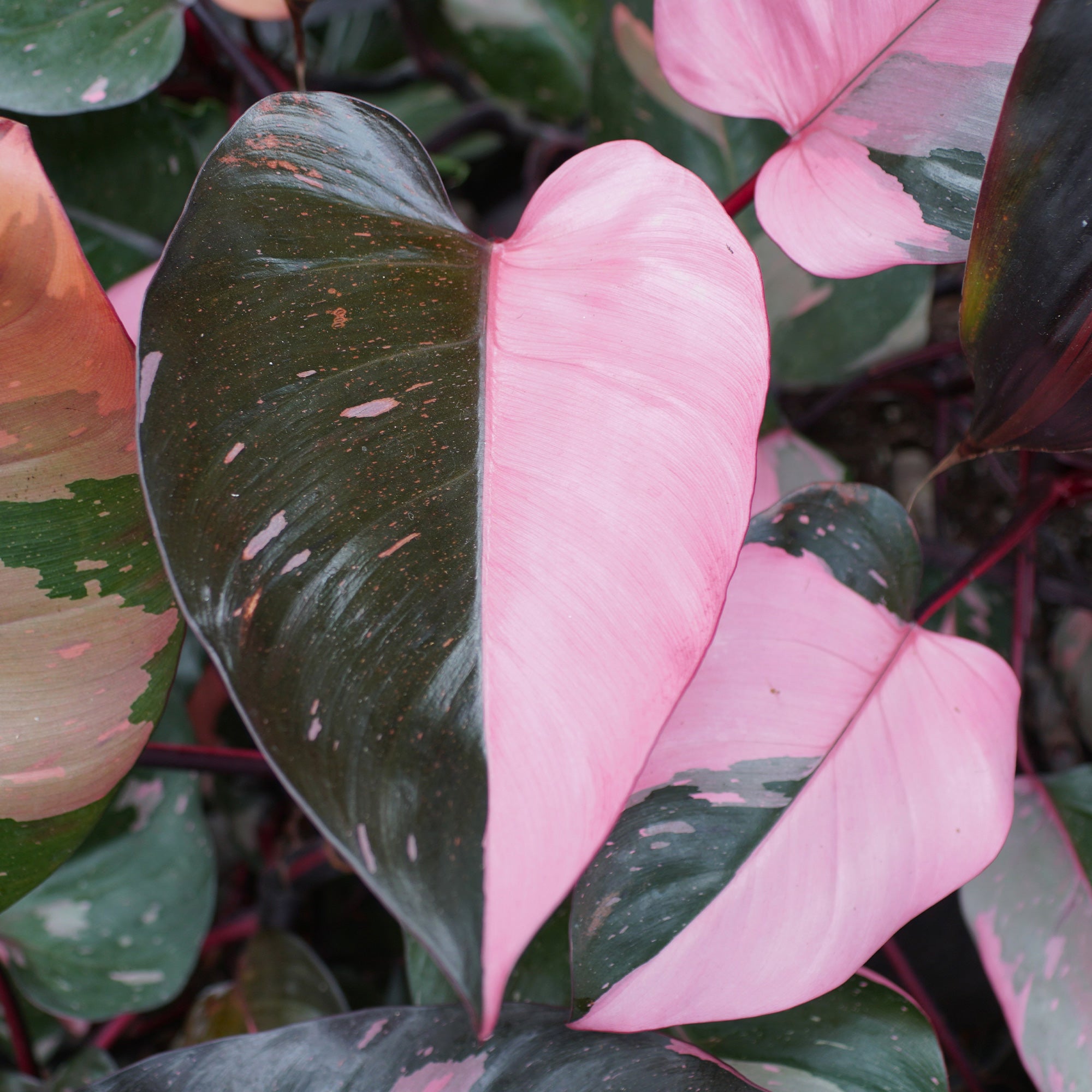Bakker Philodendron Pink Princess plante verte pot Ø12cm rose