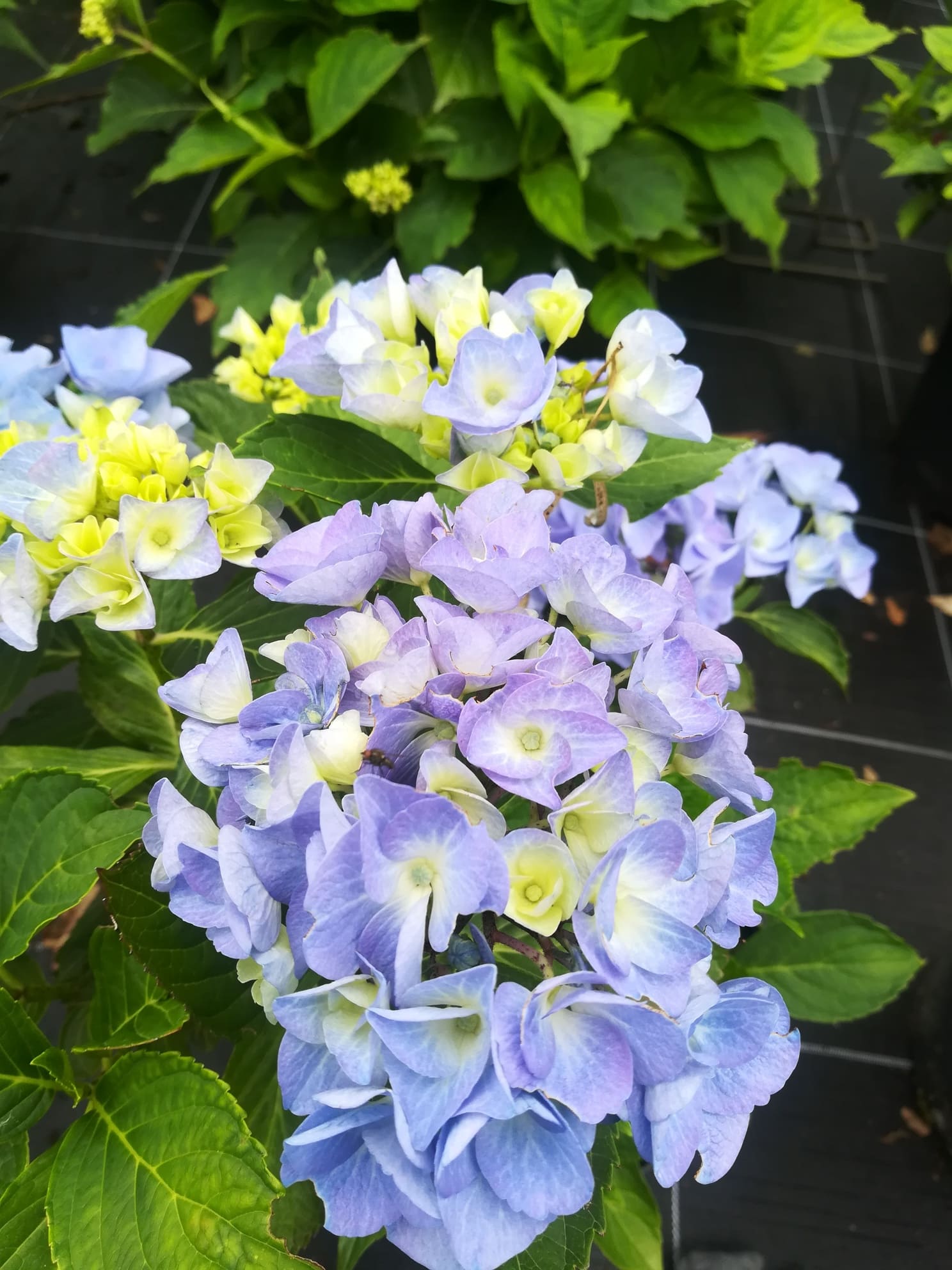 Les Hortensias du Haut Bois Iris hortensia macrophylla rondes