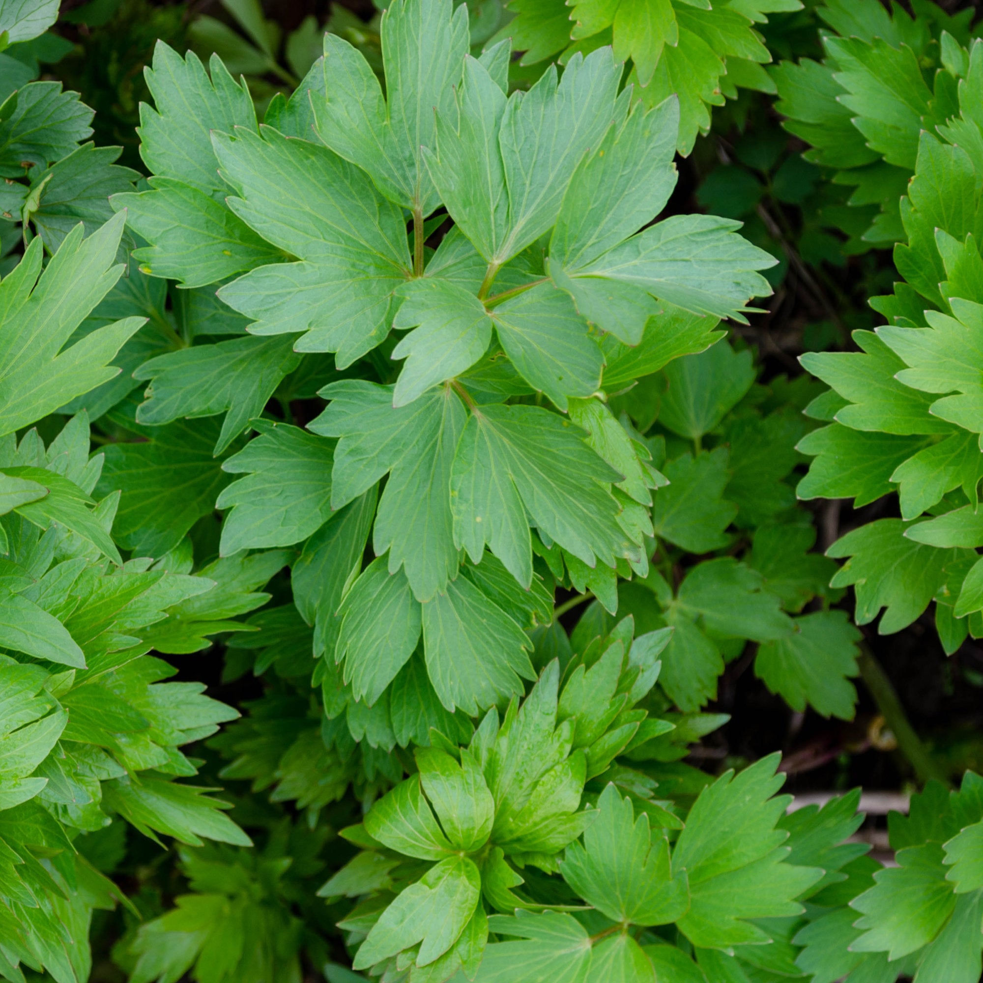 Bakker Livèche céleri perpétuel plante aromatique pot 9cm
