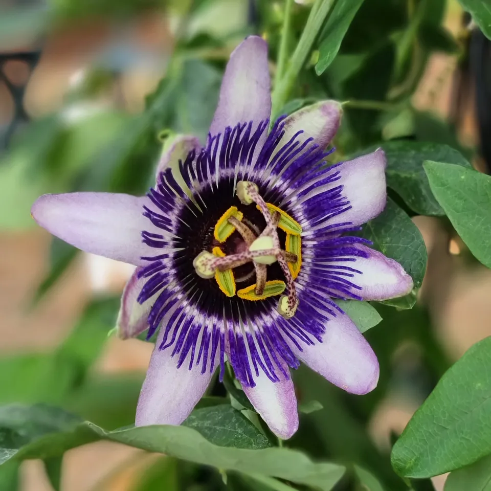 Bakker Passiflore Damsel's Delight plante grimpante pot 1,5L violet