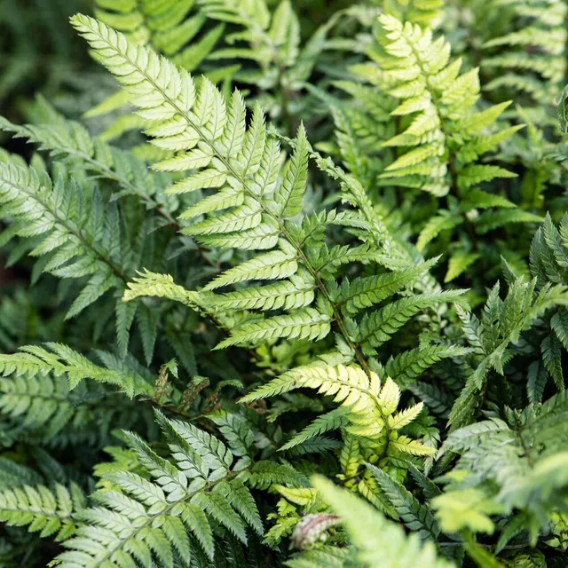 Bakker Polystichum tsussimense fougère pot 9cm persistante