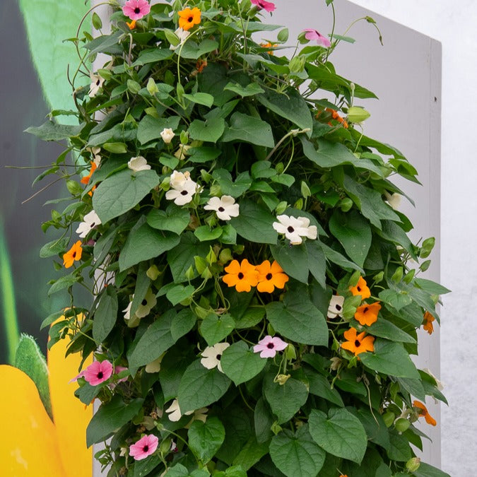 Bakker Sunny Susy suzannes yeux noirs 3 pots mélange