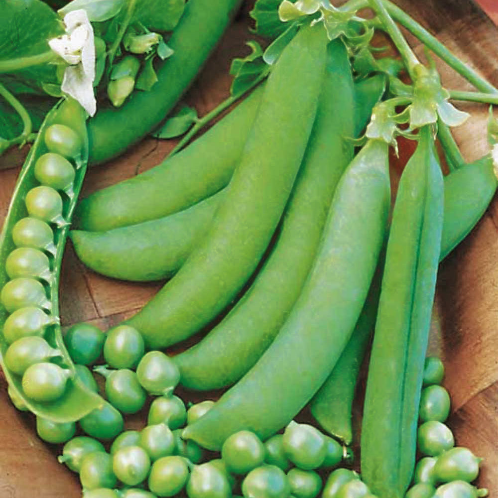 Bakker Potager Pois nain Petit Provençal sachet 200g précoce