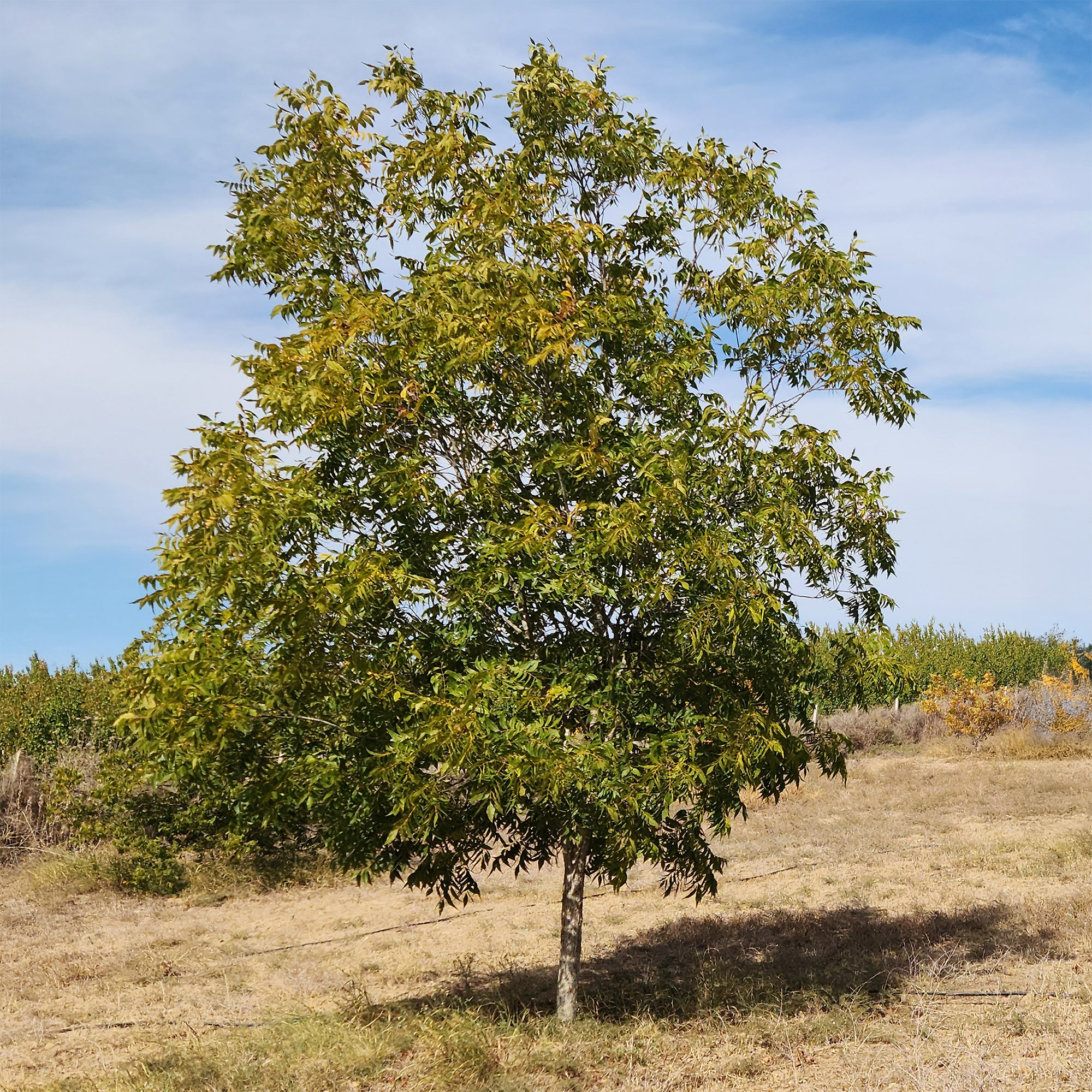 Bakker Pacanier arbre à noix pot 2L 40-60cm soleil