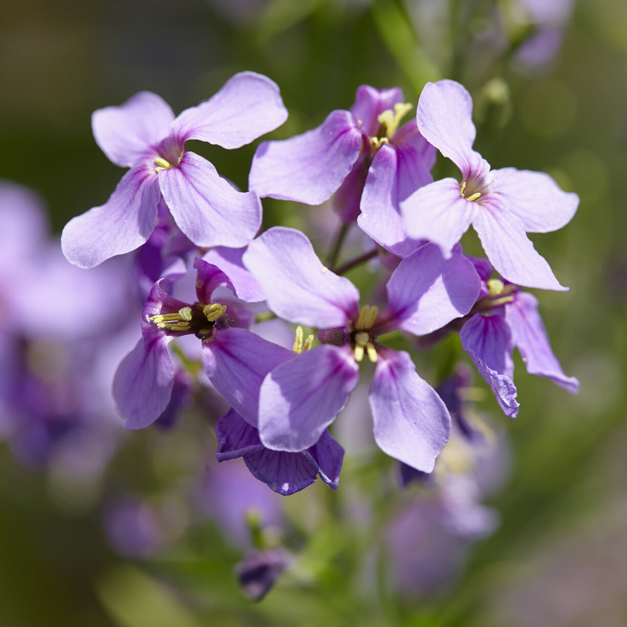 Bakker Julienne des Dames vivace pot 9cm violet