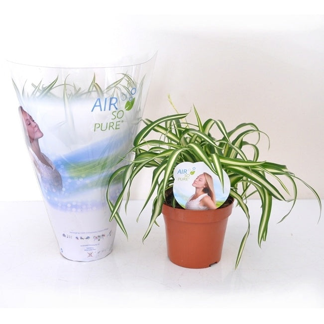 Bakker Chlorophytum Atlantic plante verte 2 pots Ø12cm