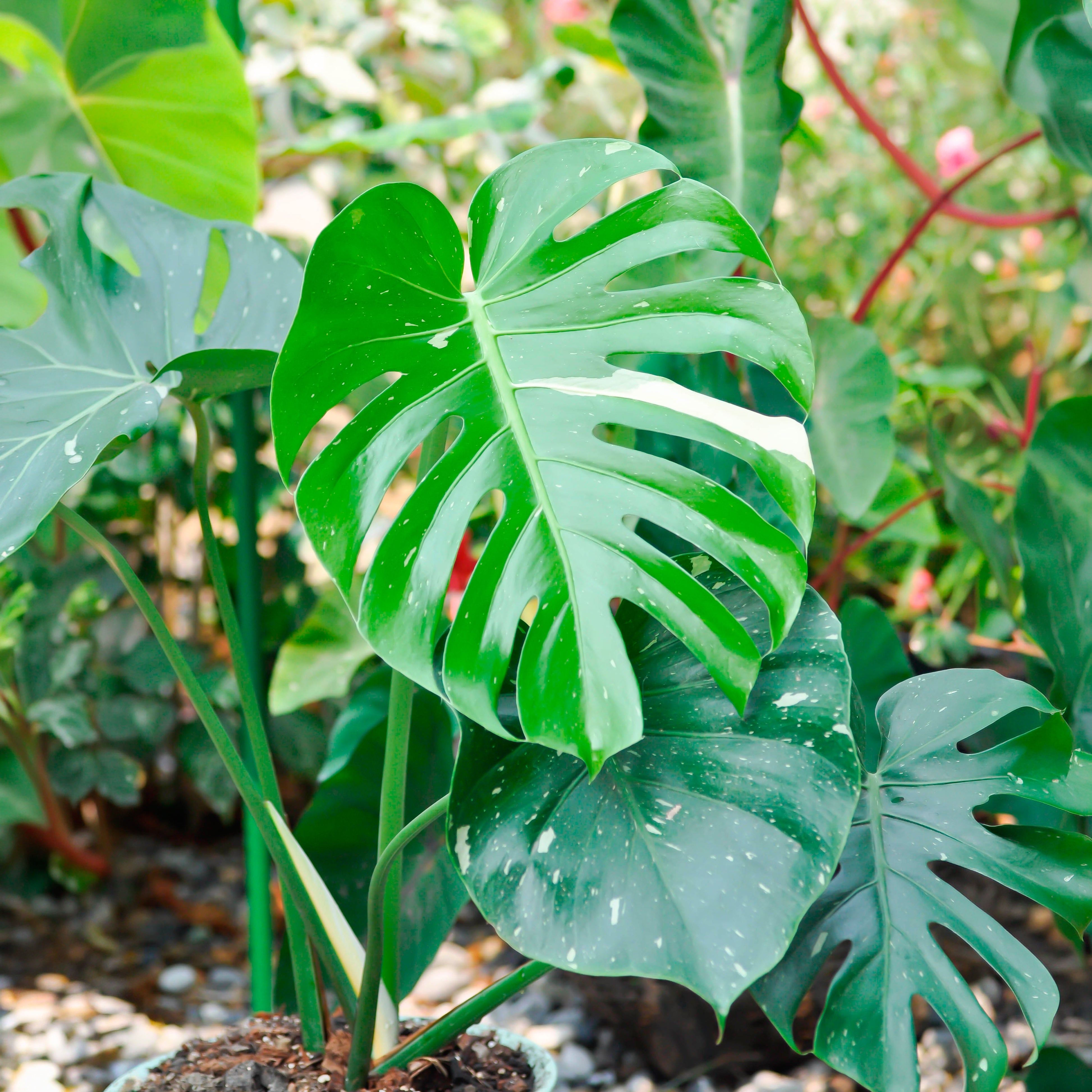 Bakker Thai Constellation monstera intérieur pot 12cm panaché