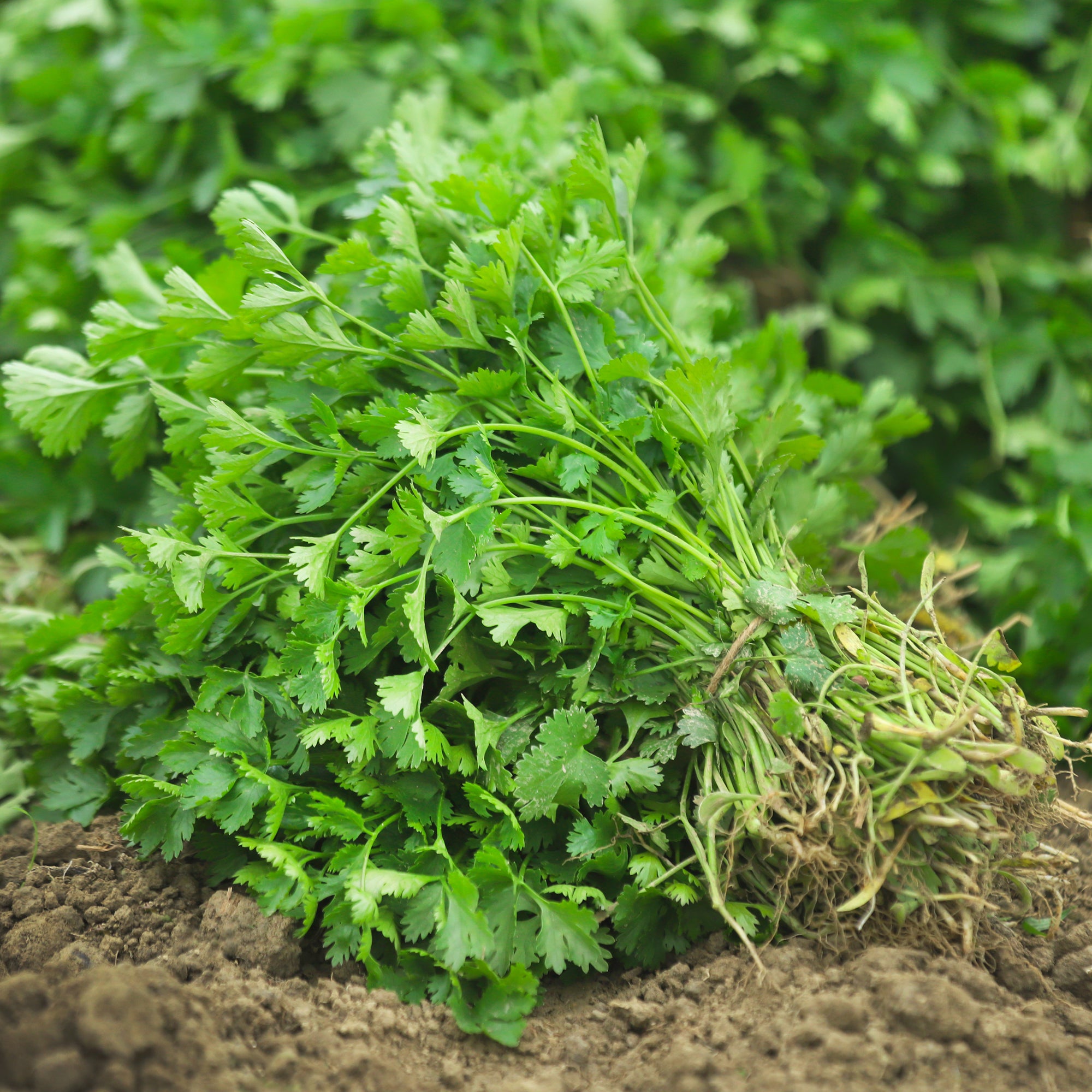 Bakker Coriandre lente à monter sachet 3g herbe aromatique