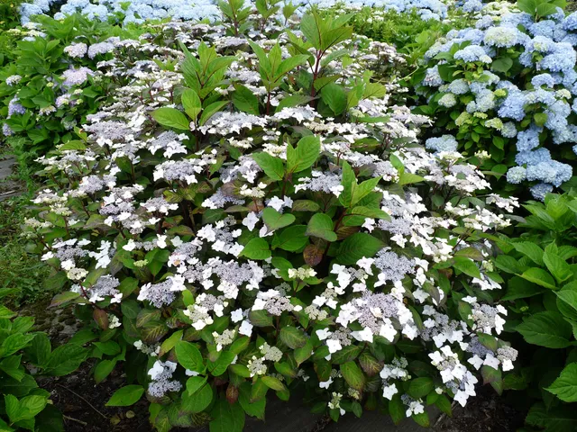 Les Hortensias du Haut Bois Ramis Pictis hortensia serrata