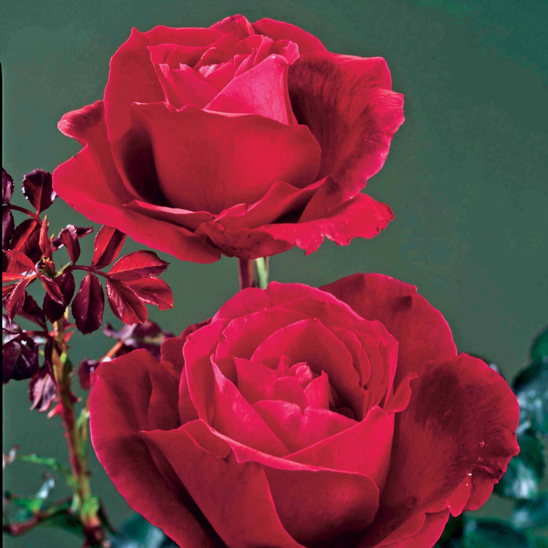 Bakker Rosiers Mr Lincoln buisson motte 3+ branches rouge parfumé