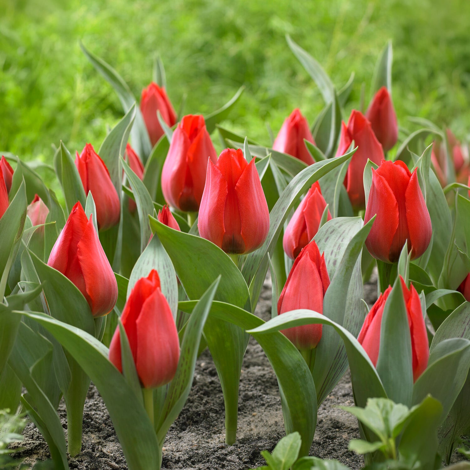Bakker Tulipe Jules César bulbes rouges sachet 10 bulbes
