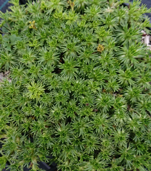 AZORELLA trifurcata Nana plante vivace pot 1L compacte