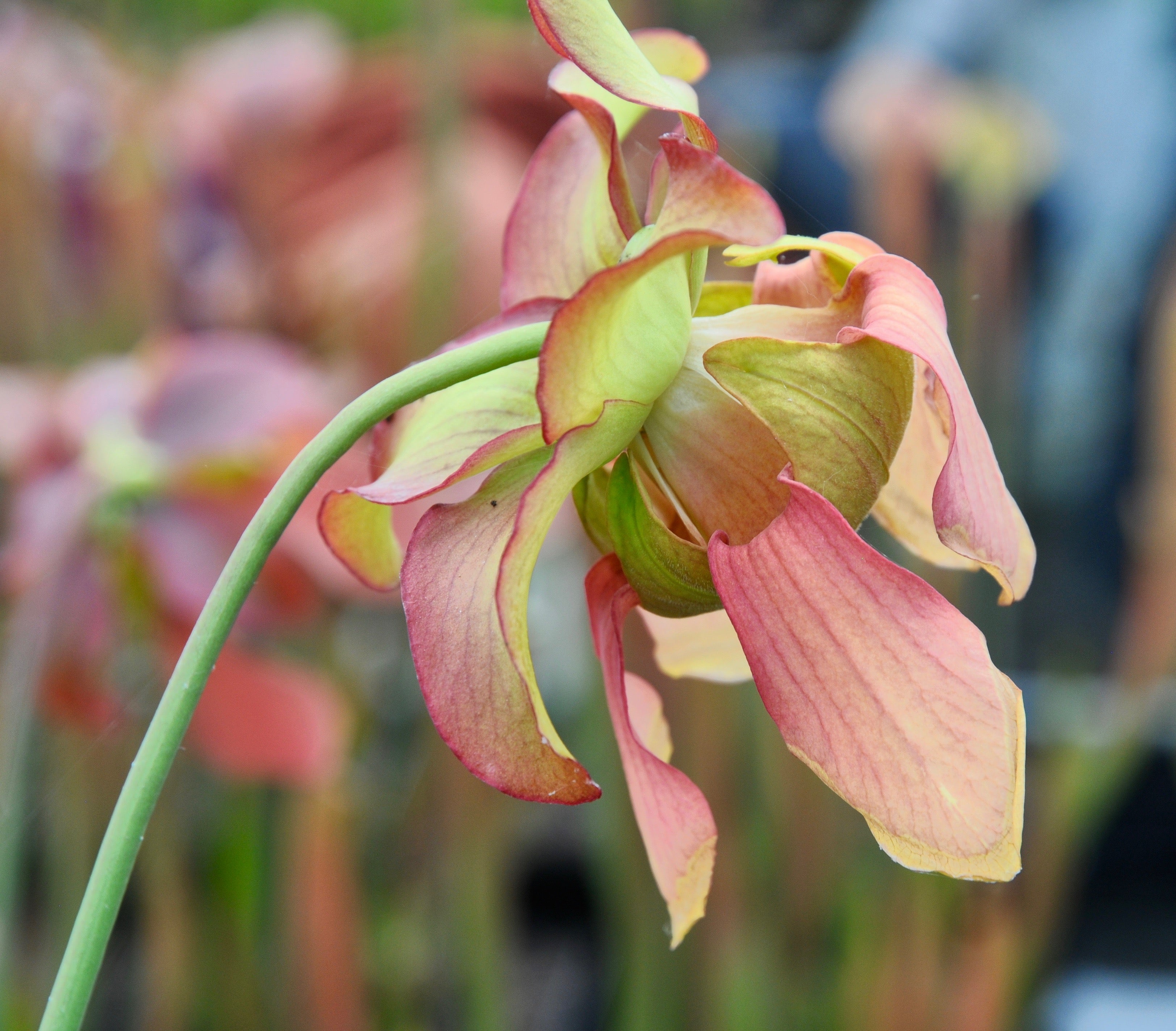 Carniflore Sarracenia moorei Whitteri carnivore 1 pousse