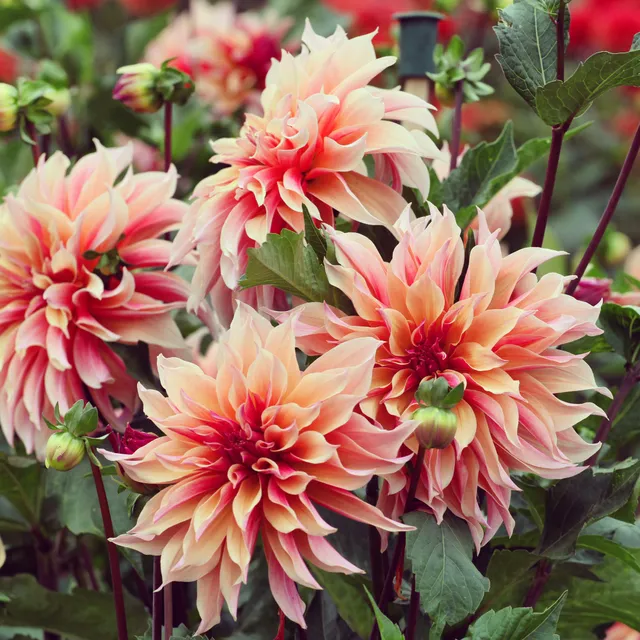 Bakker Dahlia décoratif Labyrinth bulbe saumon sachet 1