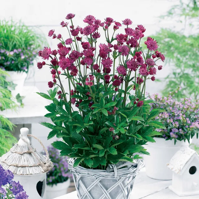 Bakker Milano astrance plante vivace fuchsia 2 racines nues