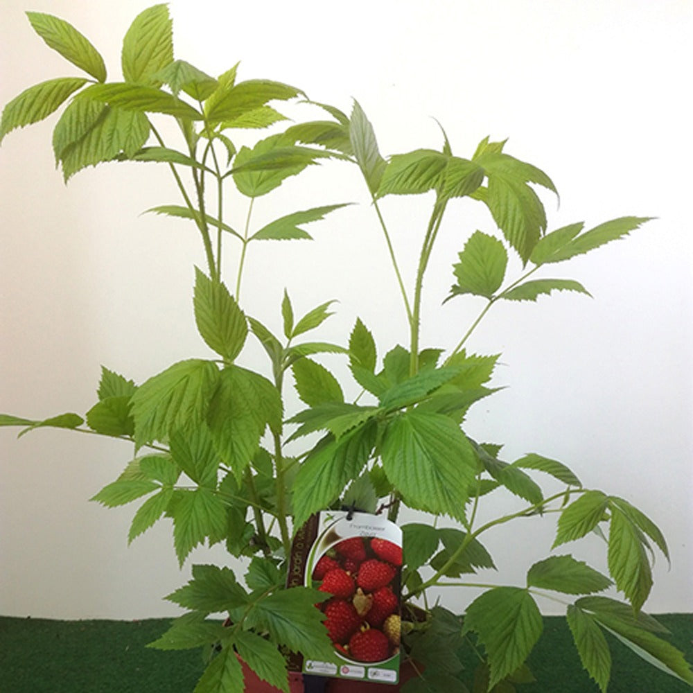 Bakker Fruitiers Framboisier Zeva plant en pot 3L remontant