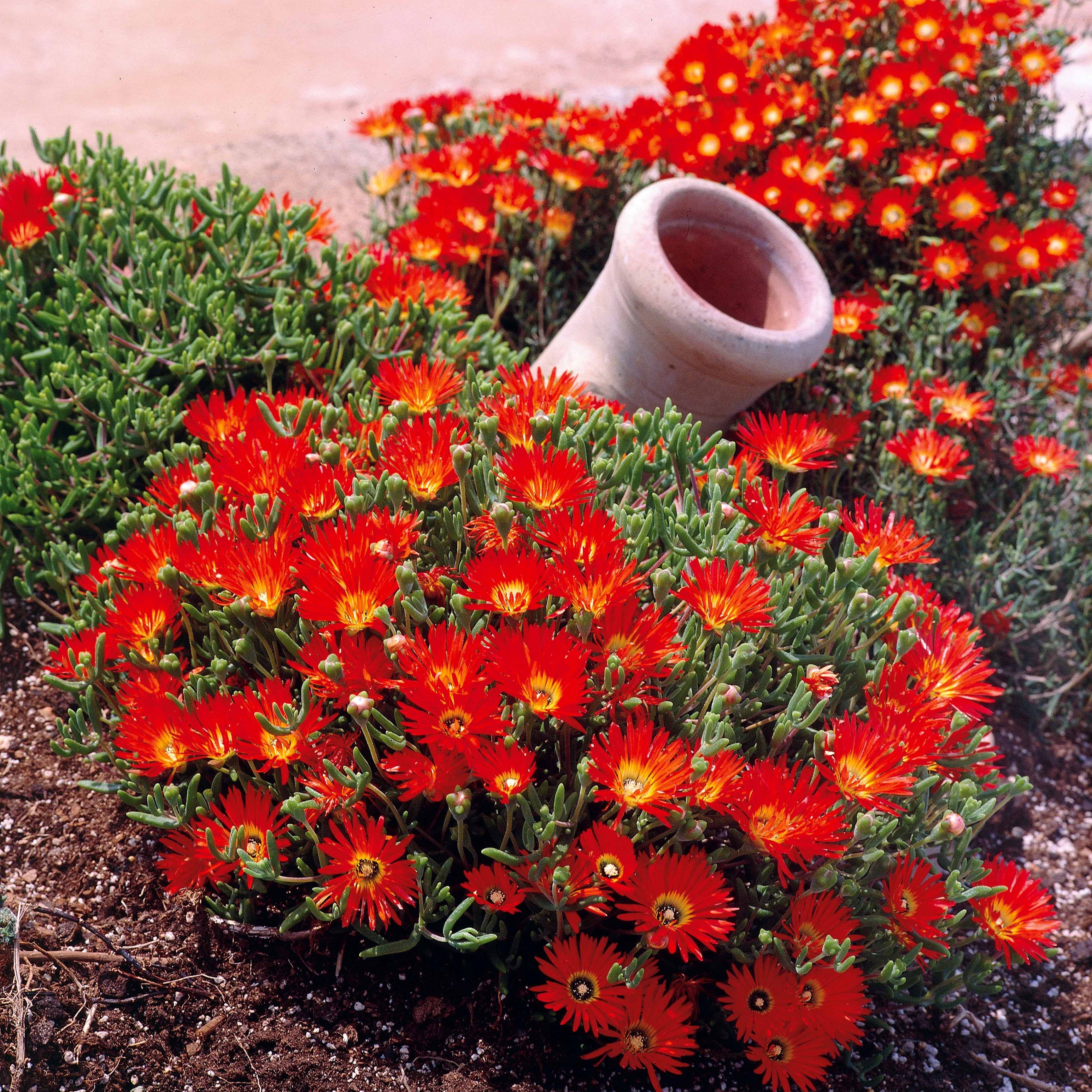 Bakker Collection 6 Ficoïdes plante vivace 10,5cm soleil
