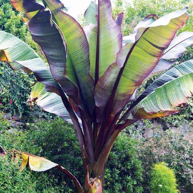 Bakker Maurelii bananier rouge Abyssinie pot 12cm exotique