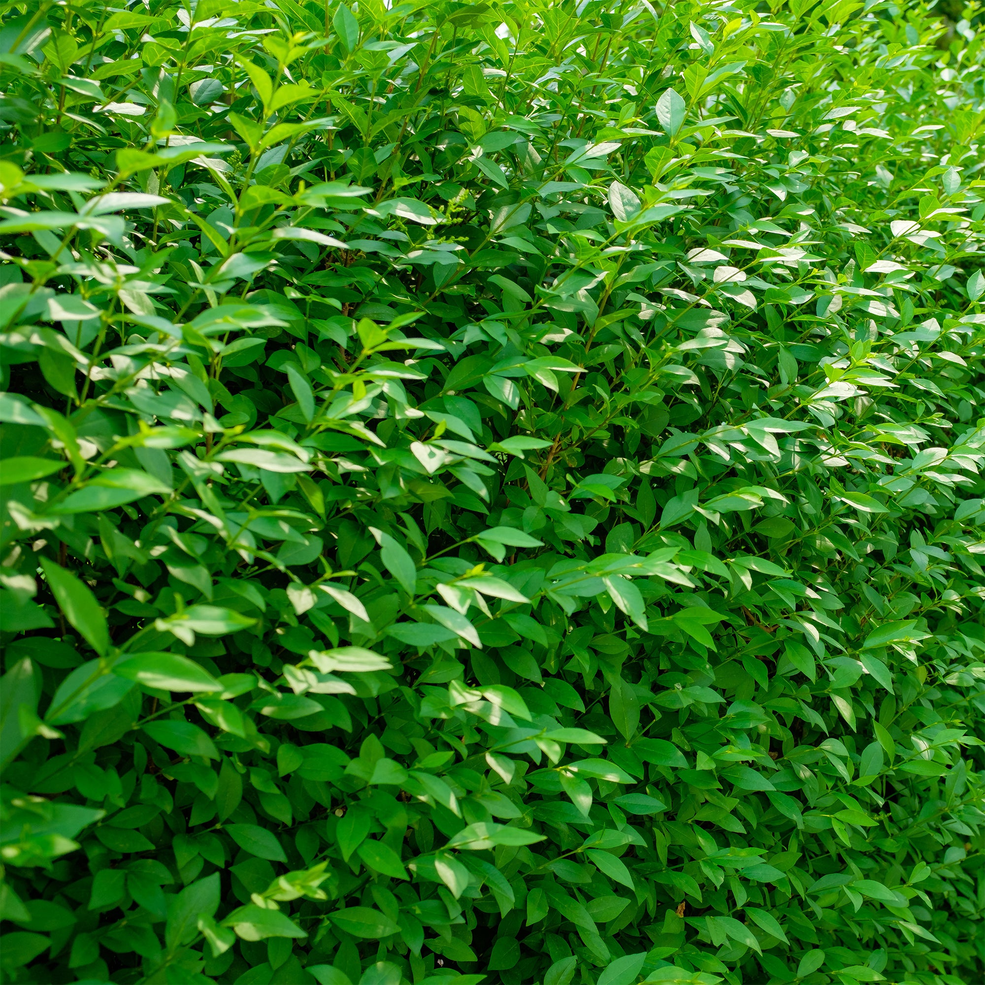 Bakker Troène Atrovirens arbuste haie pot 3L 40-60cm