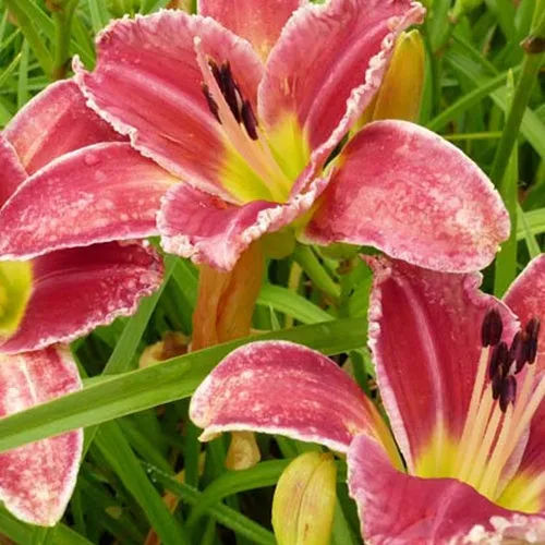 Bakker Plantes vivaces Hémérocalle Startle vivace pot 9cm rouge