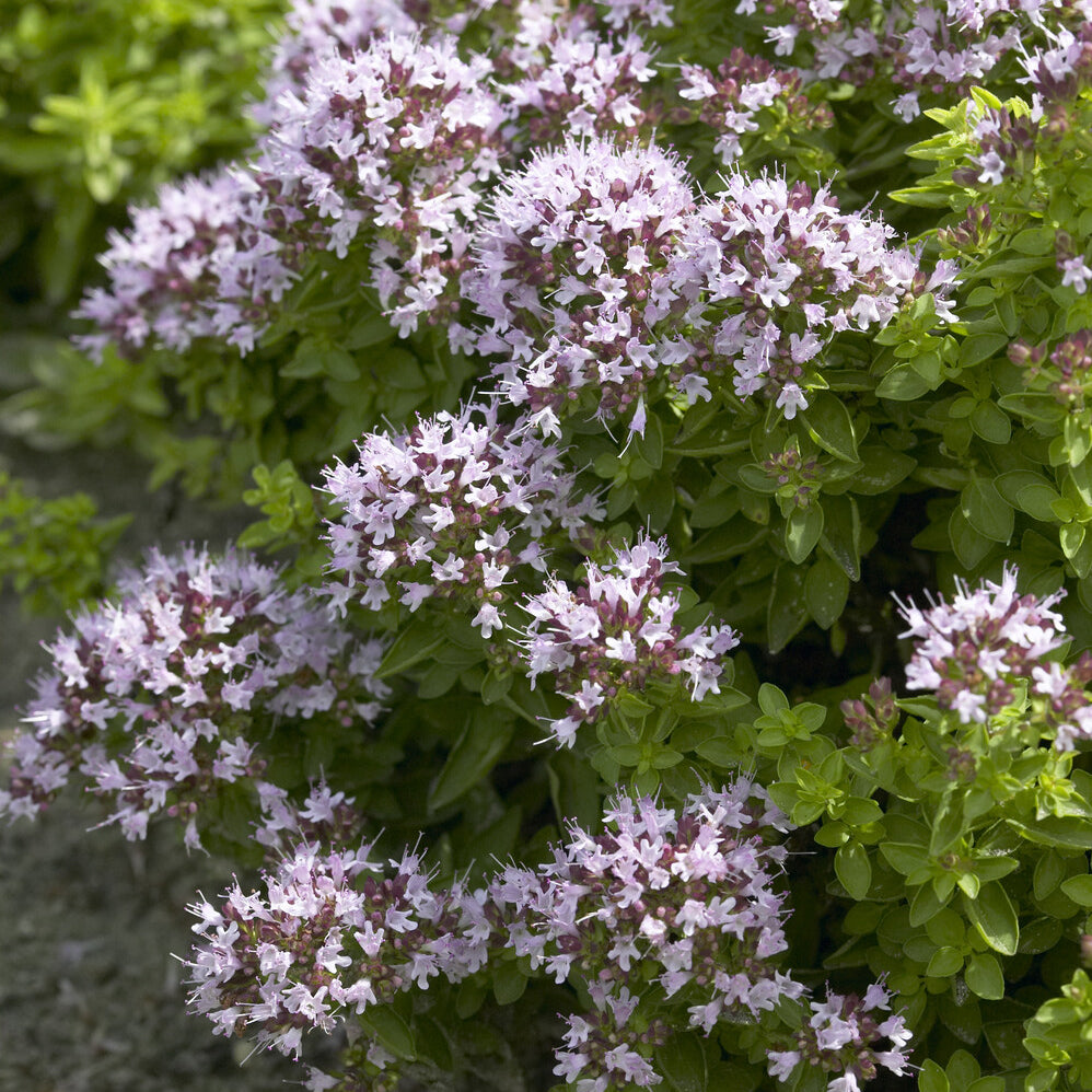 Bakker Origan Compact aromatique pot Ø 9cm vivace