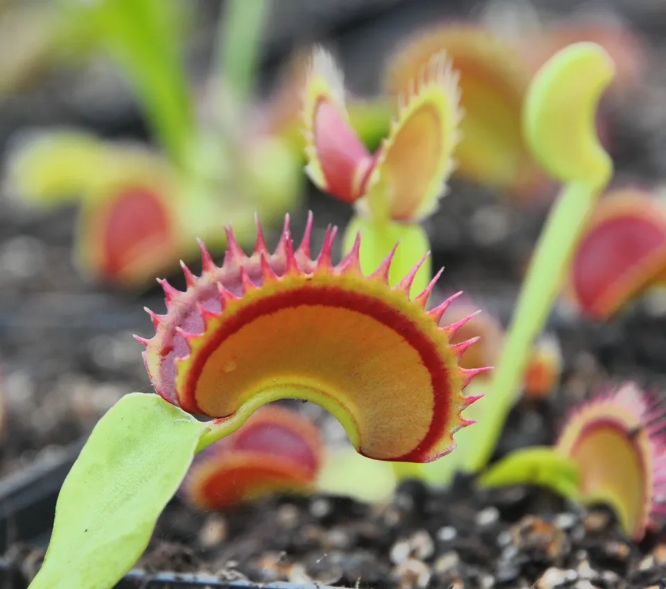 Carniflore Dionée fake dracula plante attrape-mouche