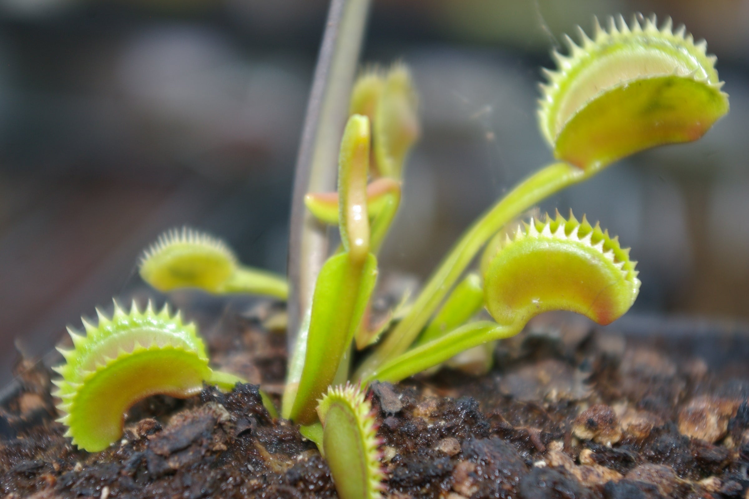 Carniflore Dionée Dentate plante carnivore pot 9 cm