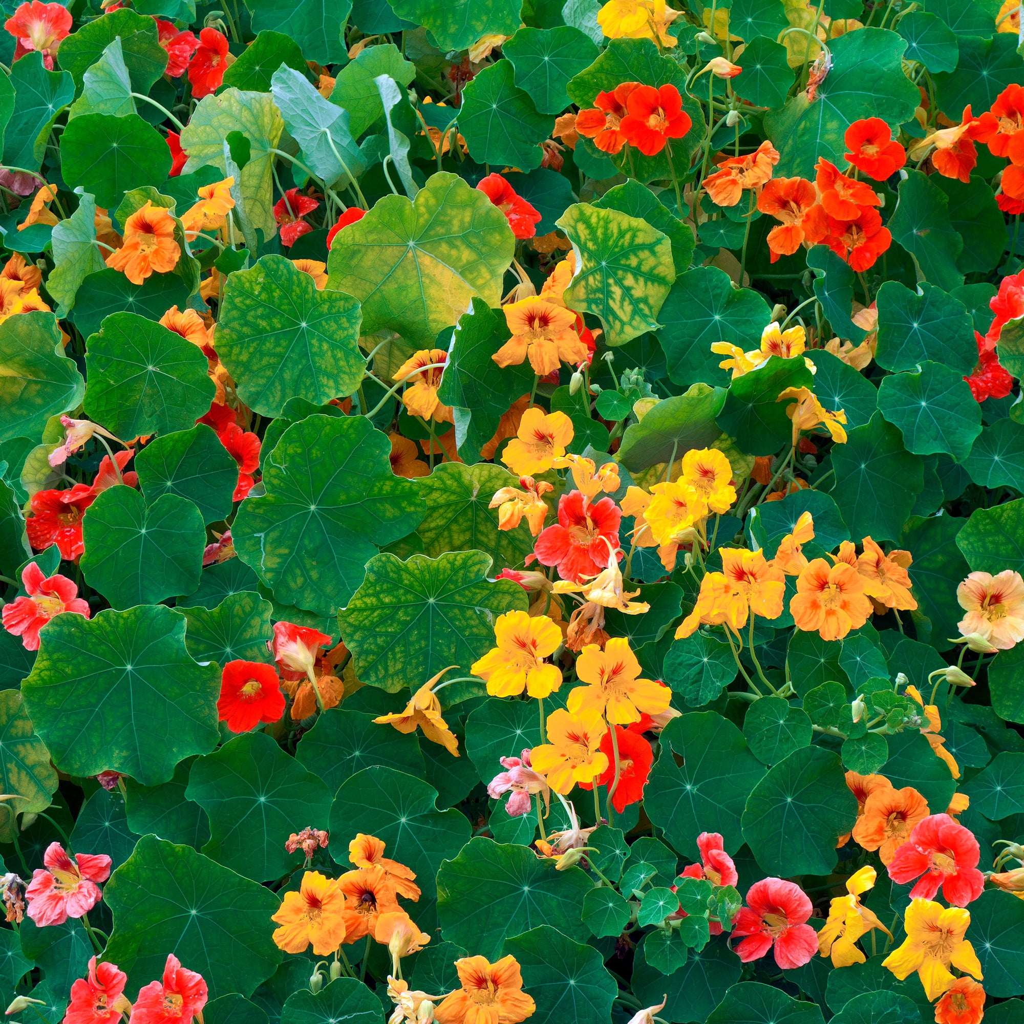 Bakker Capucine jaune Tropaeolum fleur pot Ø13cm comestible