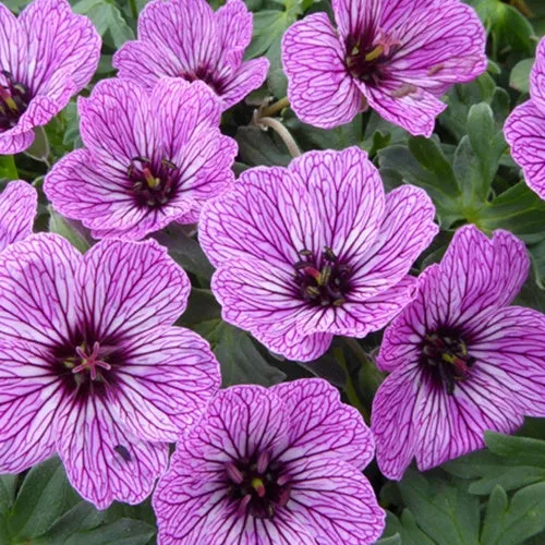 Bakker Géranium Laurence Flatman vivace pot 9cm mauve