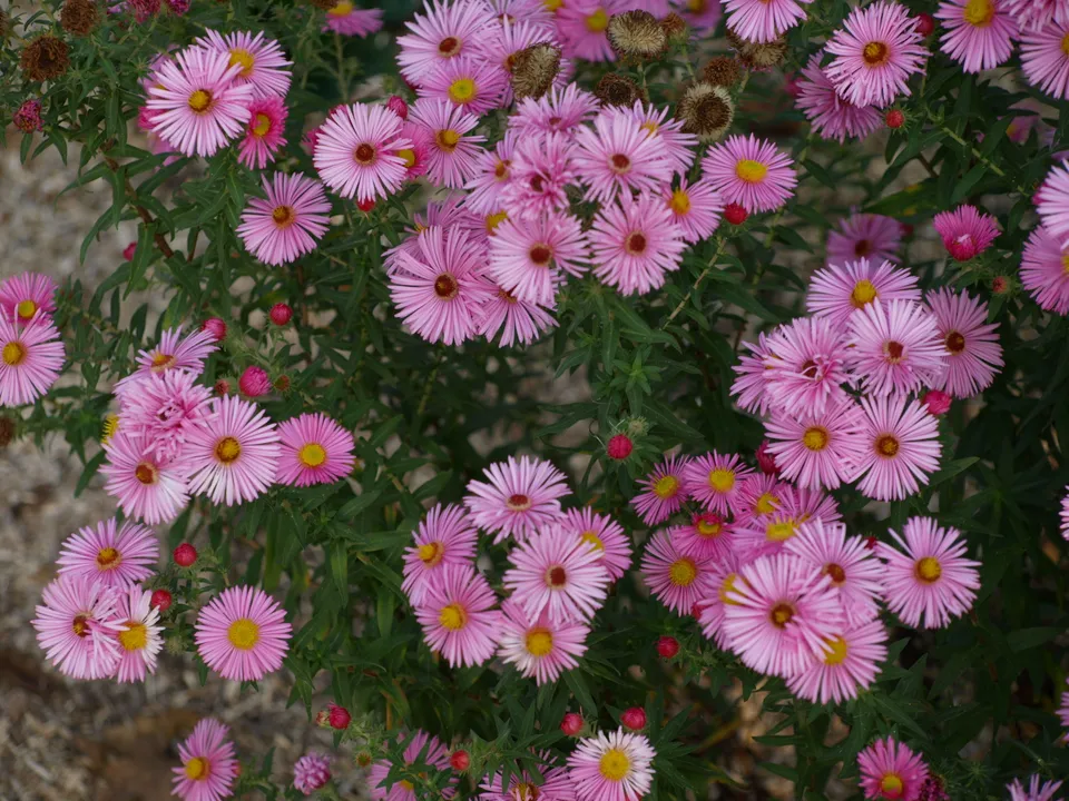 Passion Vivaces Aster Annabelle de Chazal fleur rose tendre godet