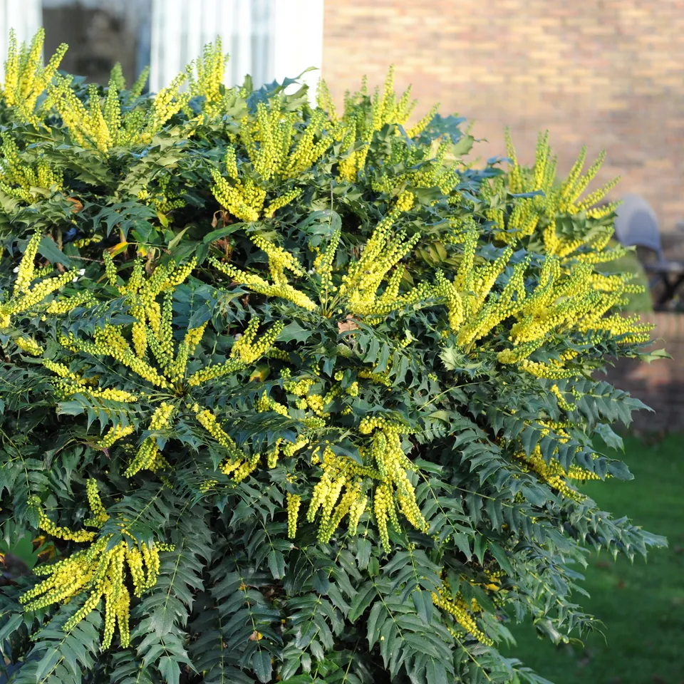 Bakker Plantes d'extérieur Mahonia Charity arbuste pot 3L floraison jaune