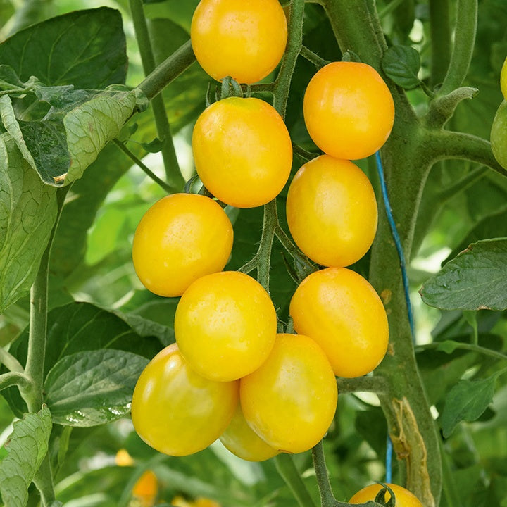 Bakker Tomate Cerise Gusta Mini Yellow F1 3 plants