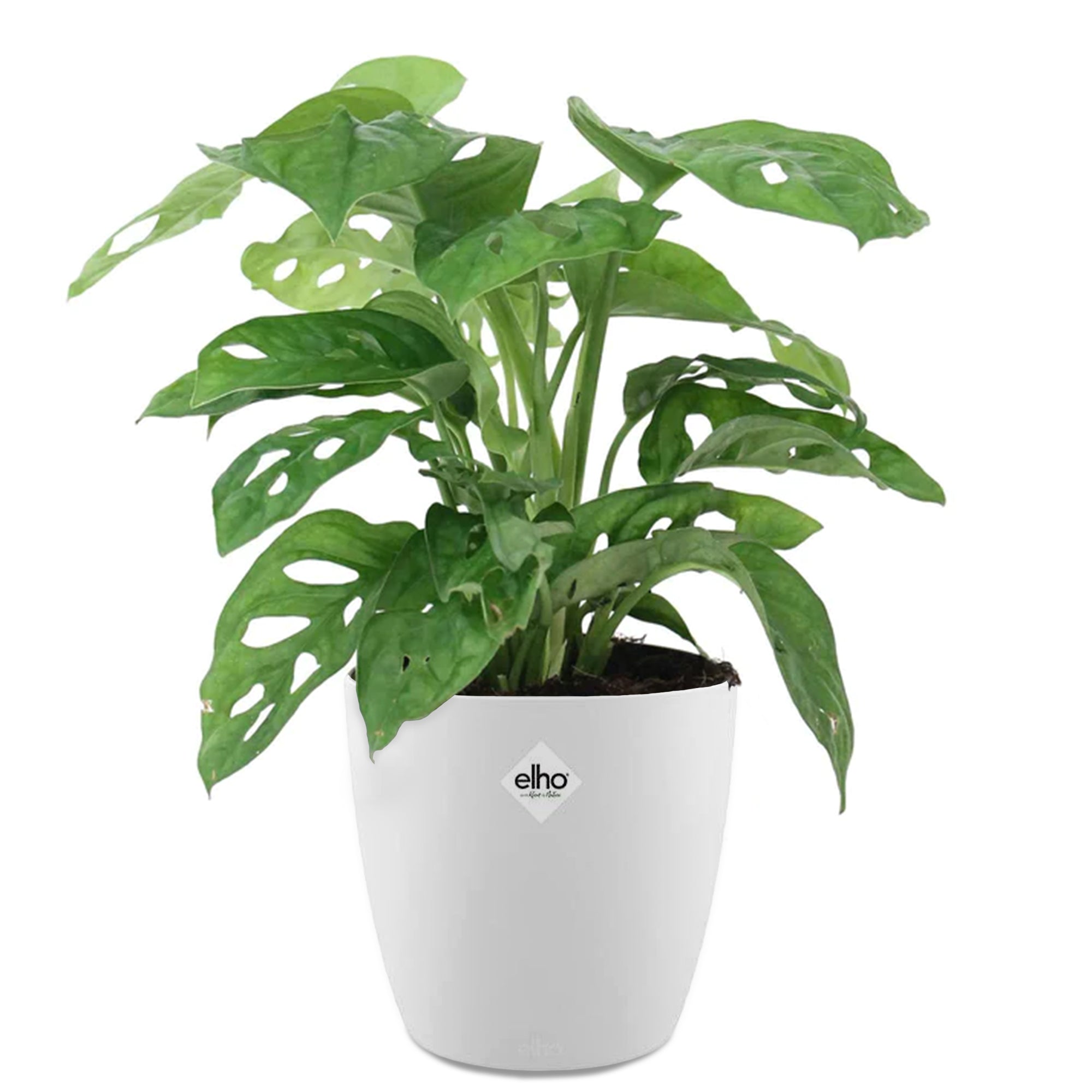 Bakker Monkey Mask monstera lot 2 pots 12cm blanc