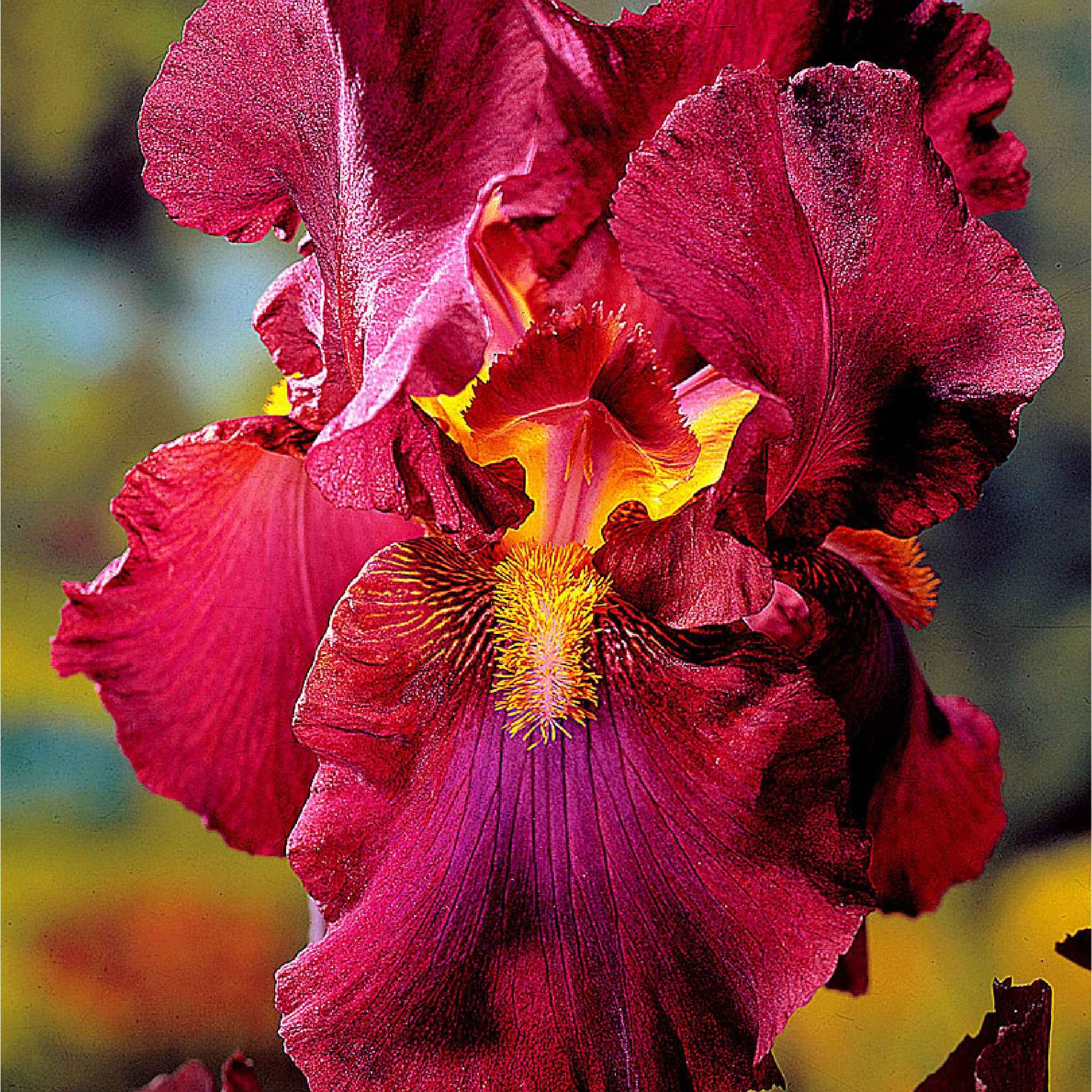 Bakker Magic Melange 5 iris des jardins racines nues couleurs