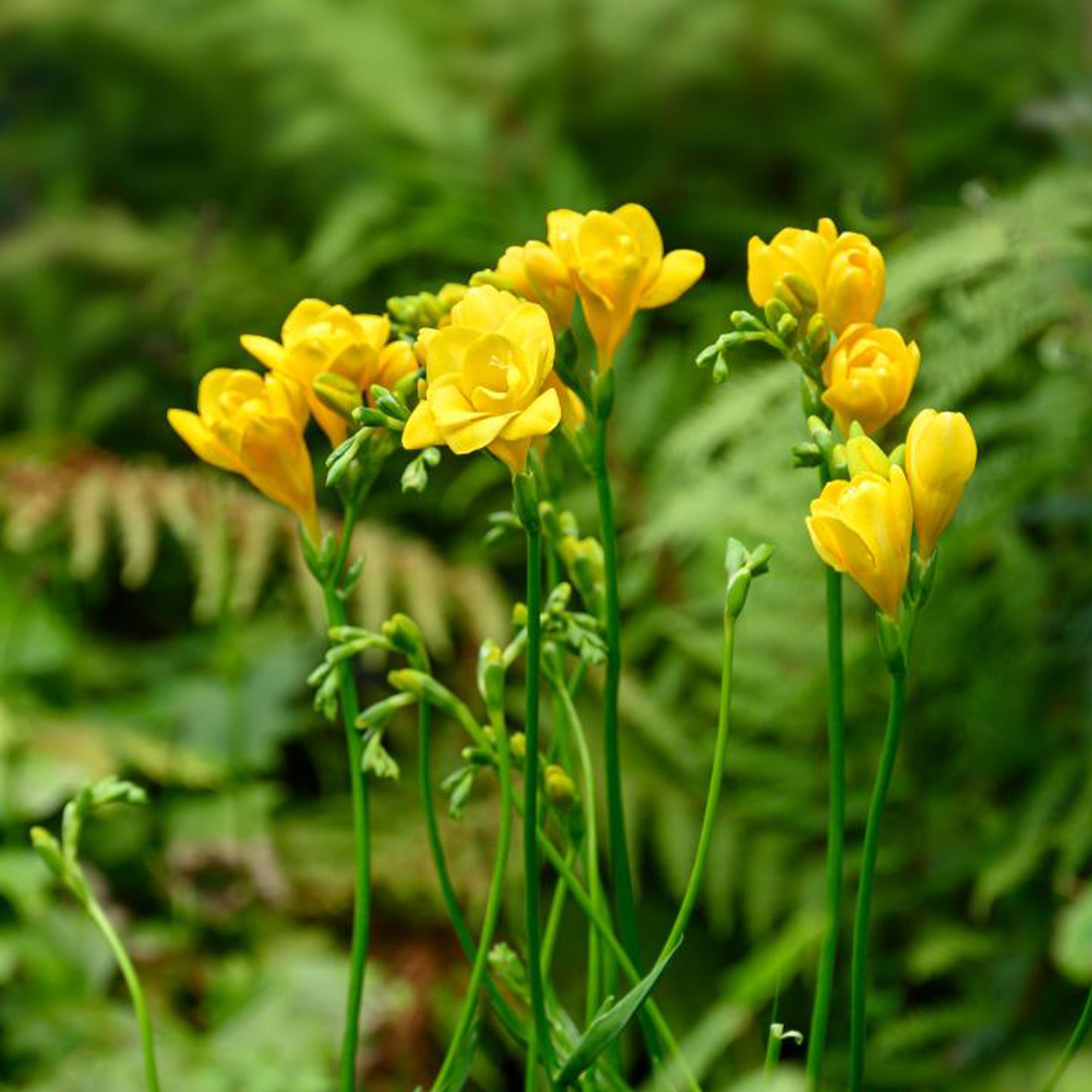 Bakker Freesias doubles jaunes bulbe fleur sachet 25 parfum